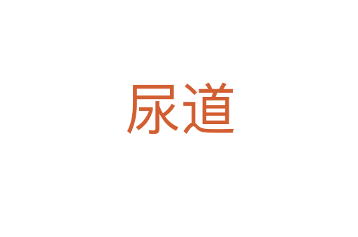 尿道